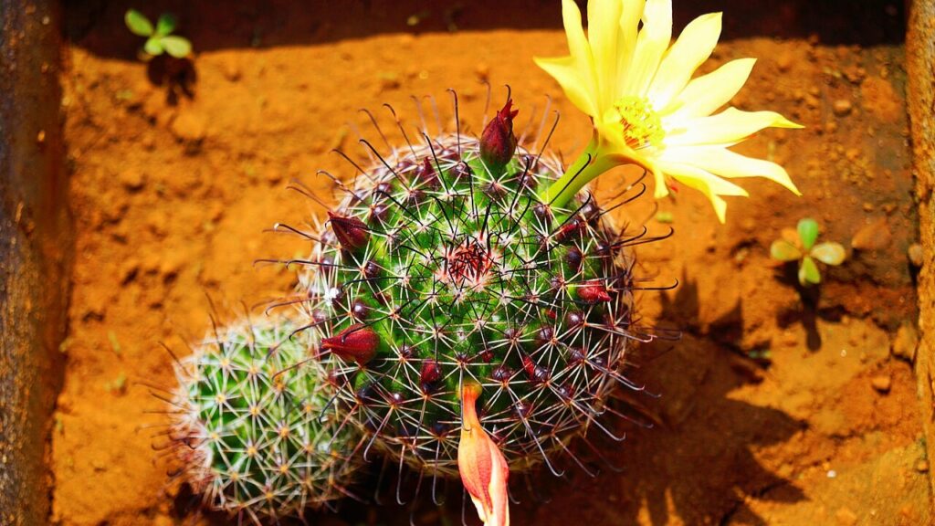 Mammillaria Cactus Care Guide: Growing, Varieties, and Flowering Tips