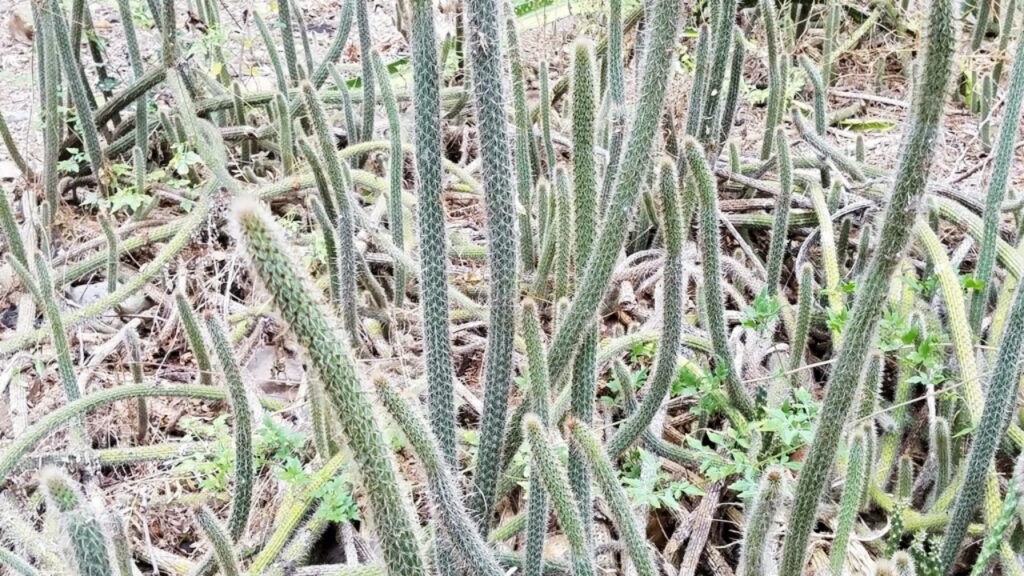 Nyctocereus Plant Care: How to Grow, Propagate, Water & Cultivate Successfully