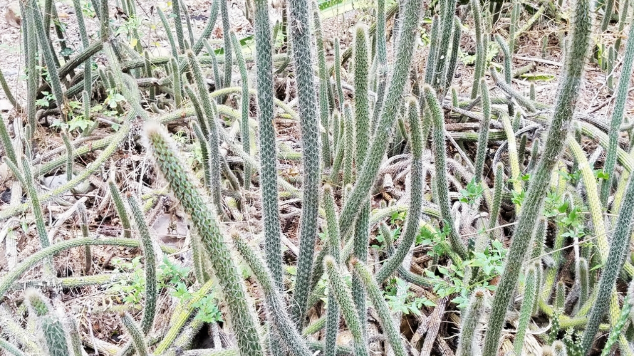 Nyctocereus Plant Care: How to Grow, Propagate, Water & Cultivate Successfully