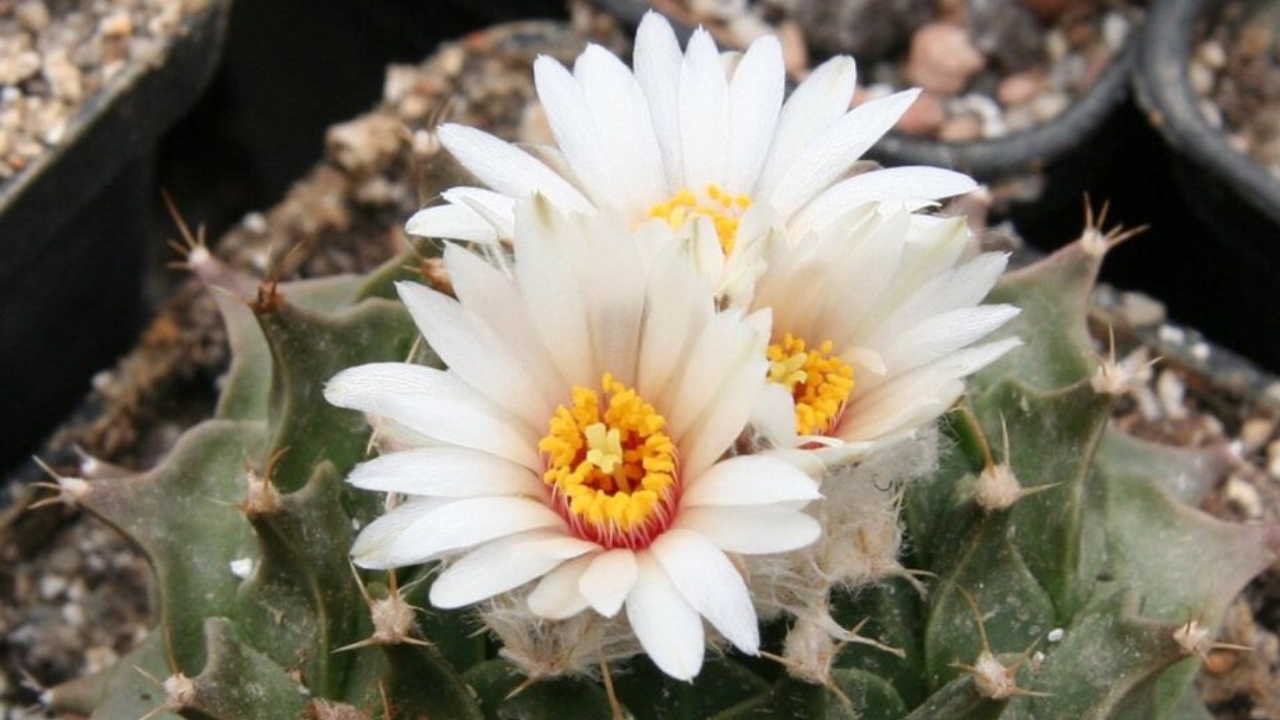 Obregonia Growing Guide: Succulent Care, Propagation, and Healthy Plant Tips