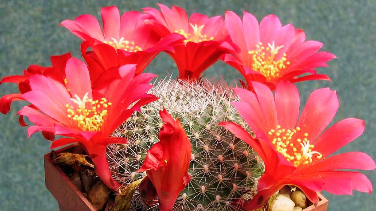 Rebutia Cactus Care Guide: How to Grow and Propagate Vibrant Blooms