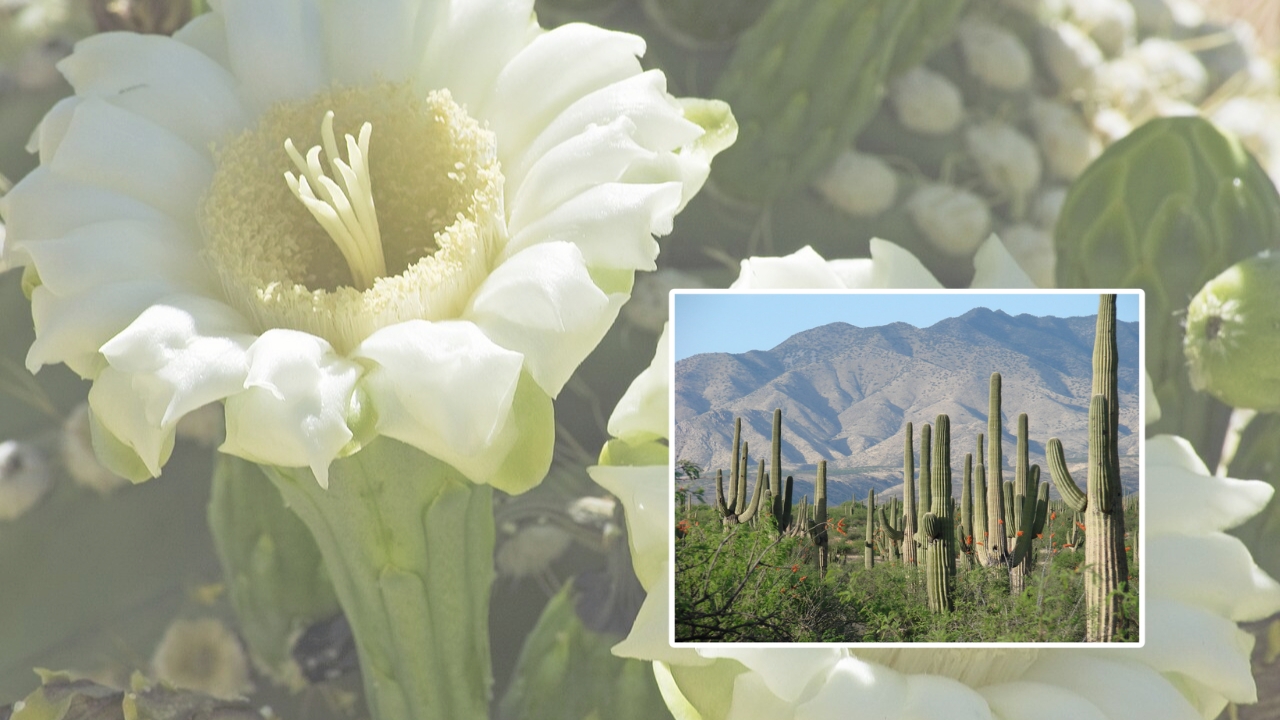 Saguaro Cactus Growing Tips: Easy Care Guide for Healthy Plants