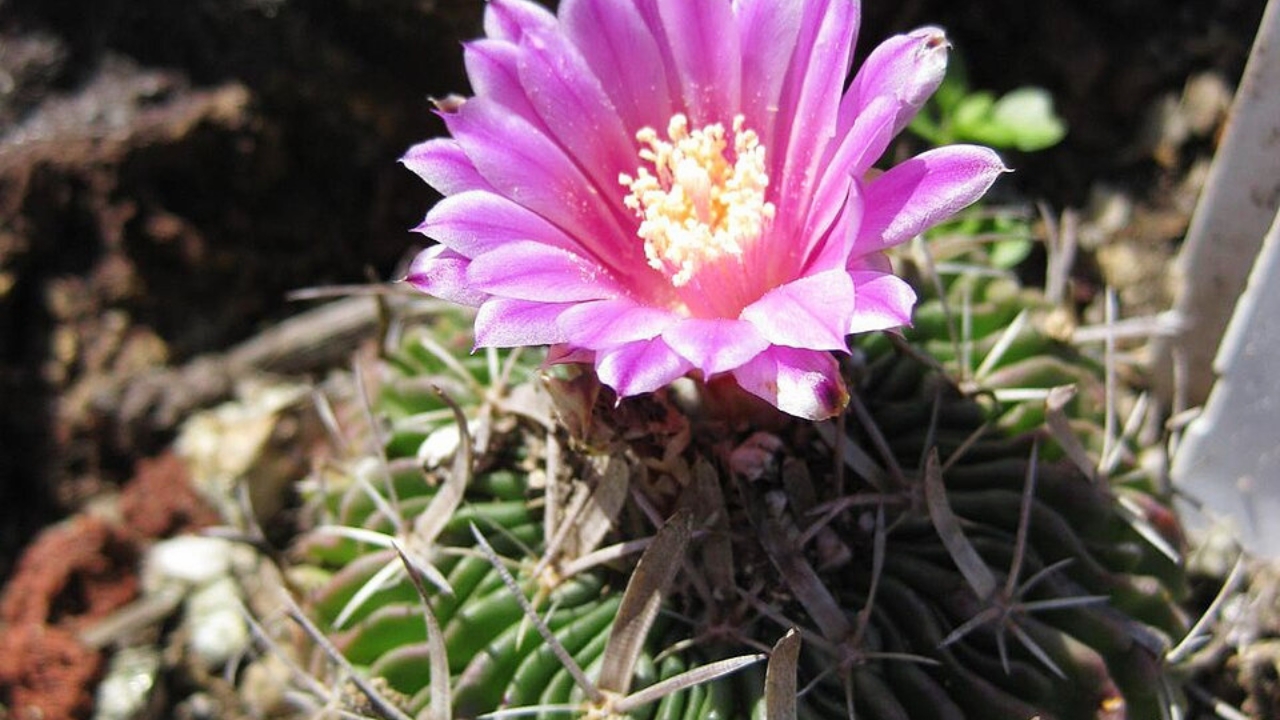Stenocactus Care Guide: How to Grow and Maintain This Unique Cactus Successfully
