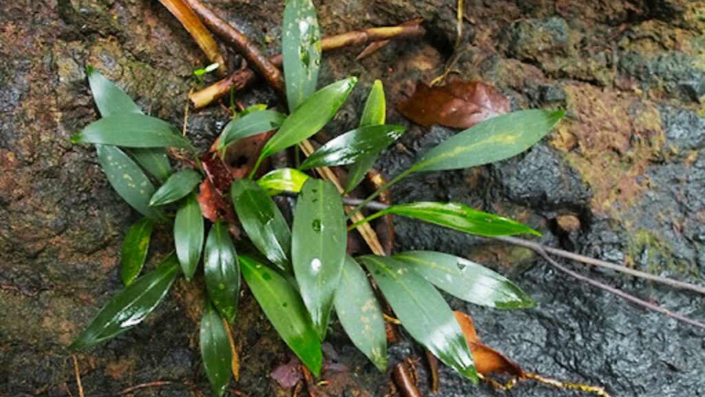 Tawaia Farming Guide: Tips to Grow Healthy and High-Yield Plants