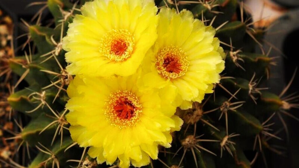 Wigginsia Plant Care: How to Grow, Water & Propagate Successfully