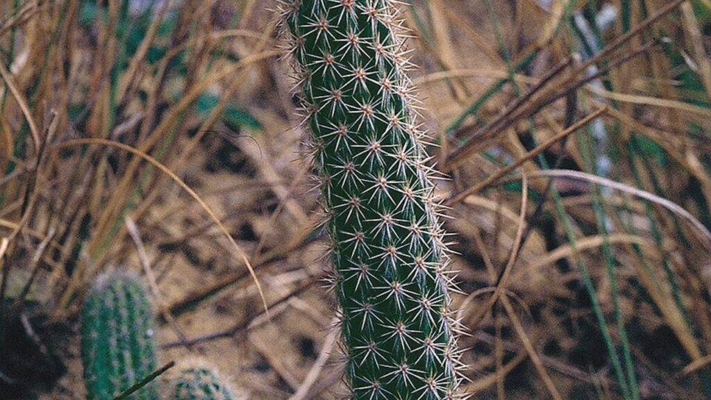 Arrojadoa Cactus Growing Tips: A Complete Guide to Care, Propagation, and Blooming