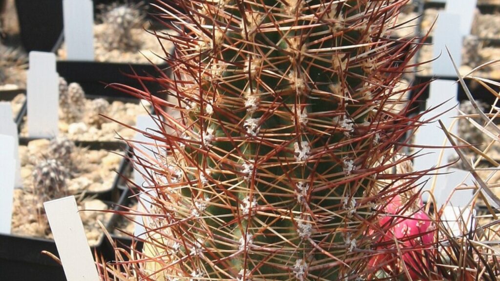 Austrocactus Care Guide: Growing, Propagation & Flowering Tips for Healthy Blooms