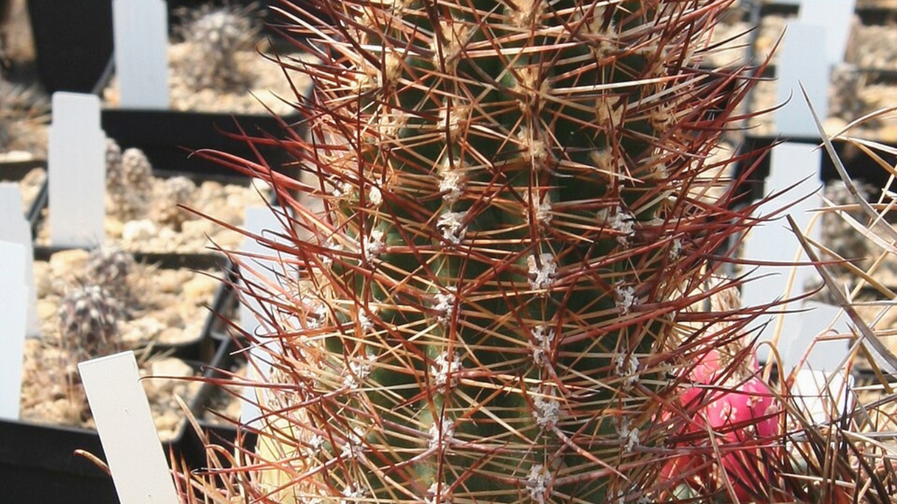 Austrocactus Care Guide: Growing, Propagation & Flowering Tips for Healthy Blooms