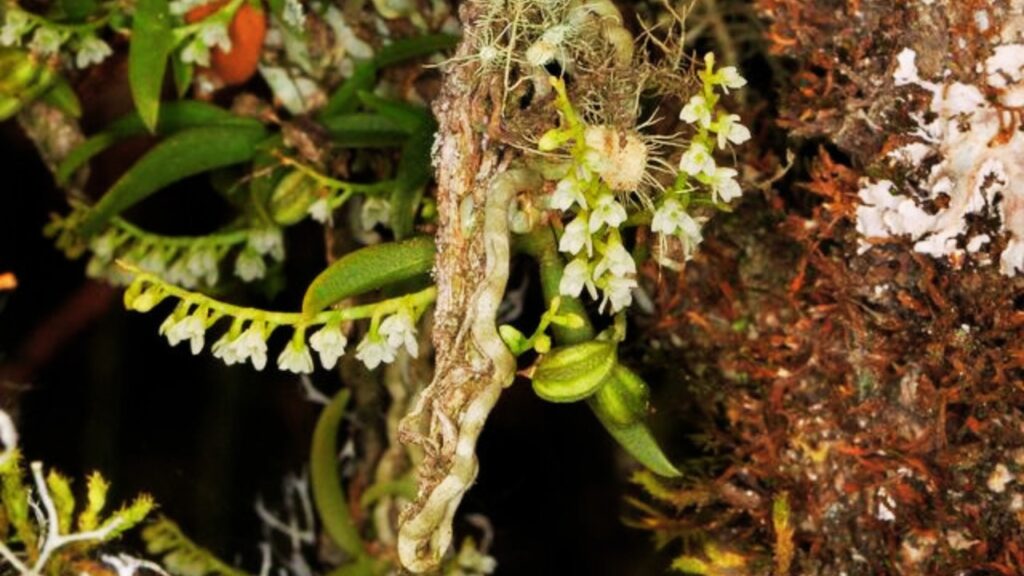Chamaeanthus Growing Guide: Plant Care, Propagation Techniques, and Flowering Secrets