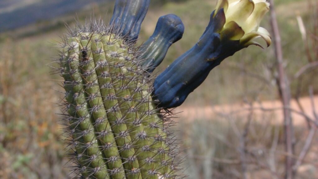 Cipocereus Plant Care: Growth Requirements, Propagation, and Long-Term Cultivation