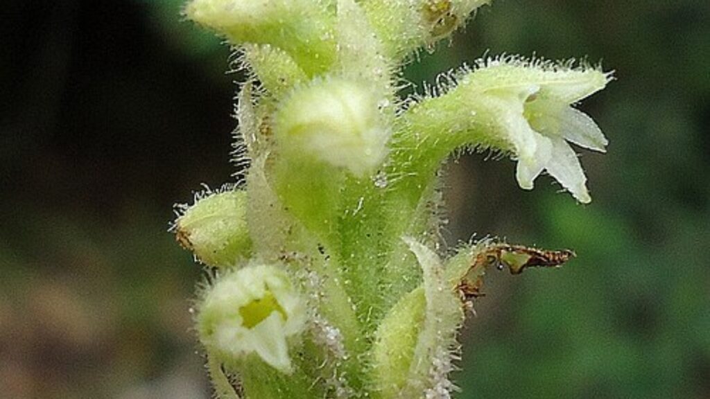 Discyphus Plant Care: How to Grow & Maintain Healthy Growth