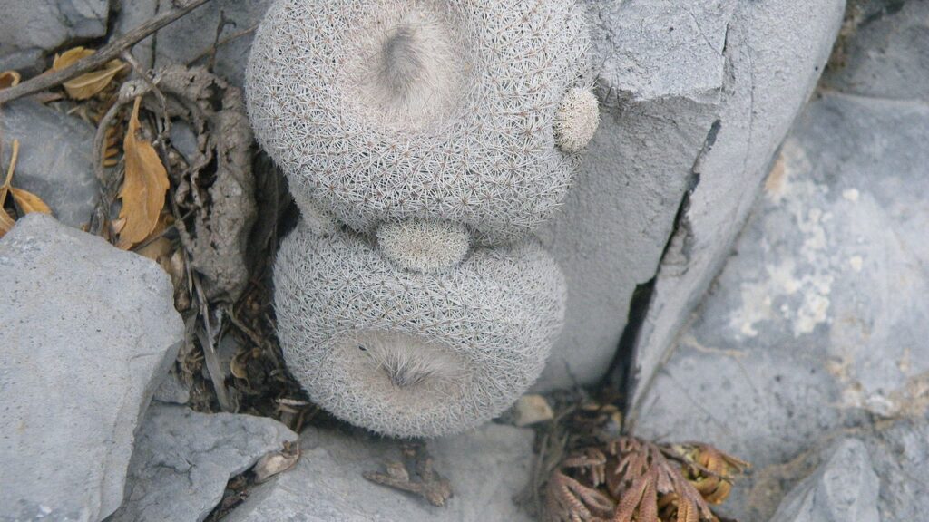 Epithelantha Cactus Care Guide – How to Grow, Propagate, and Thrive