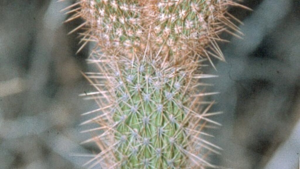 Facheiroa Cactus Care Guide – Growth, Watering & Propagation Tips