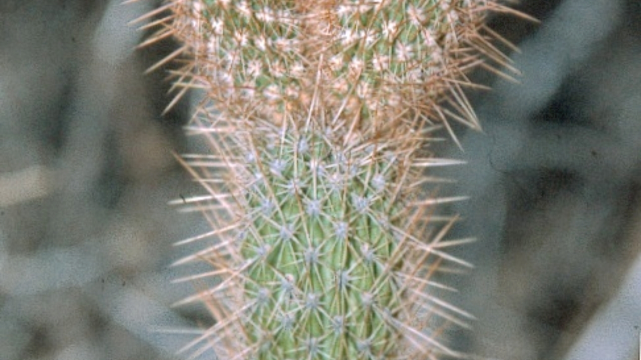 Facheiroa Cactus Care Guide – Growth, Watering & Propagation Tips