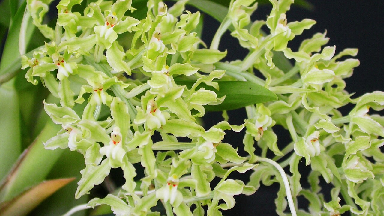 Gomesa Orchid Growing Guide: Care, Propagation & Bloom Secrets