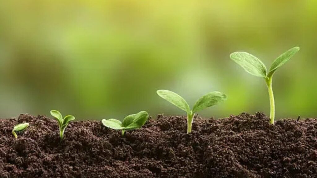 Growing Degranvillea: Complete Care, Soil, and Propagation Guide