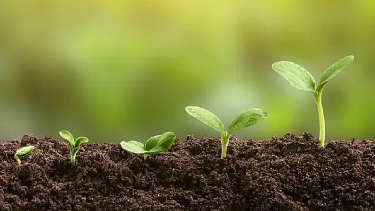 Growing Degranvillea: Complete Care, Soil, and Propagation Guide