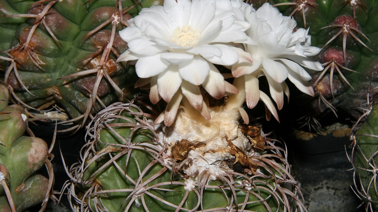 How to Grow Bahiensis: Step‑by‑Step Instructions for Planting Seasonal Maintenance