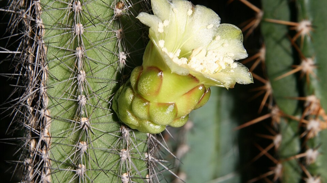 How to Grow Brasilicereus: Complete Care Guide for Rare Brazilian Cactus