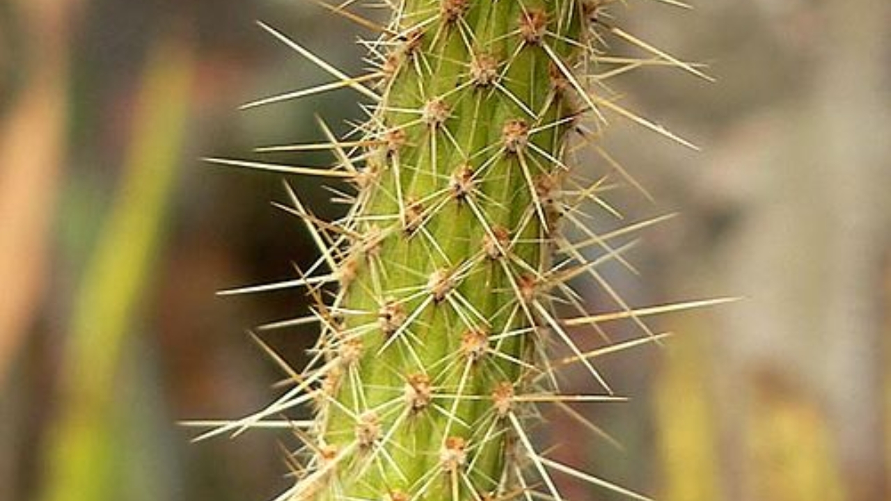 How to Grow Leocereus: Care, Propagation, and Tips for Healthy Growth