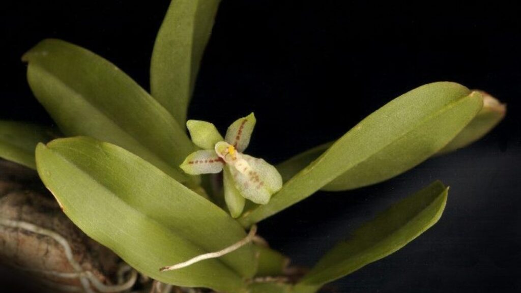 How to Grow Leochilus Orchids: Care, Tips, and Propagation Guide