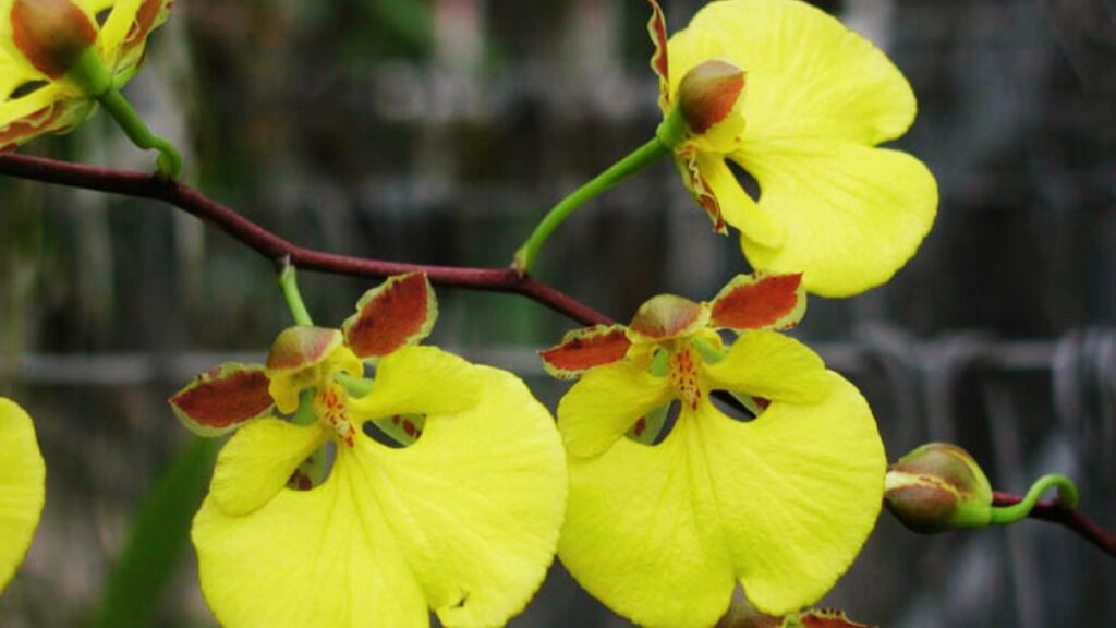 How to Grow Nohawilliamsia Orchid: Care, Tips & Propagation Guide