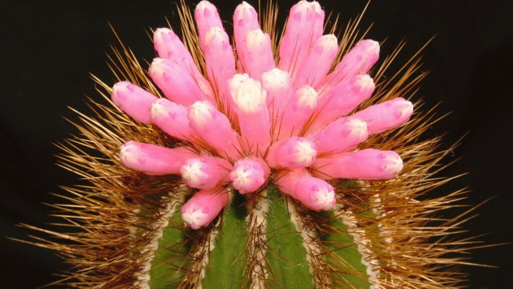 How to Grow Pierrebraunia: Complete Plant Care, Soil, Watering, and Propagation Guide