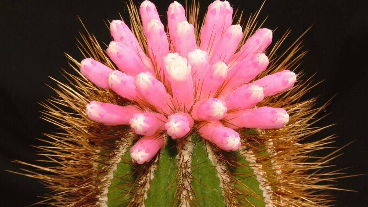 How to Grow Pierrebraunia: Complete Plant Care, Soil, Watering, and Propagation Guide