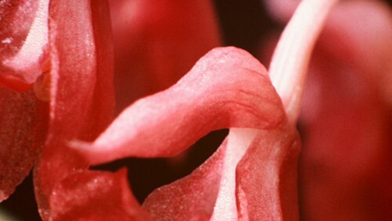 How to Grow Rodriguezia Orchids: Care Tips, Watering, and Light Guide