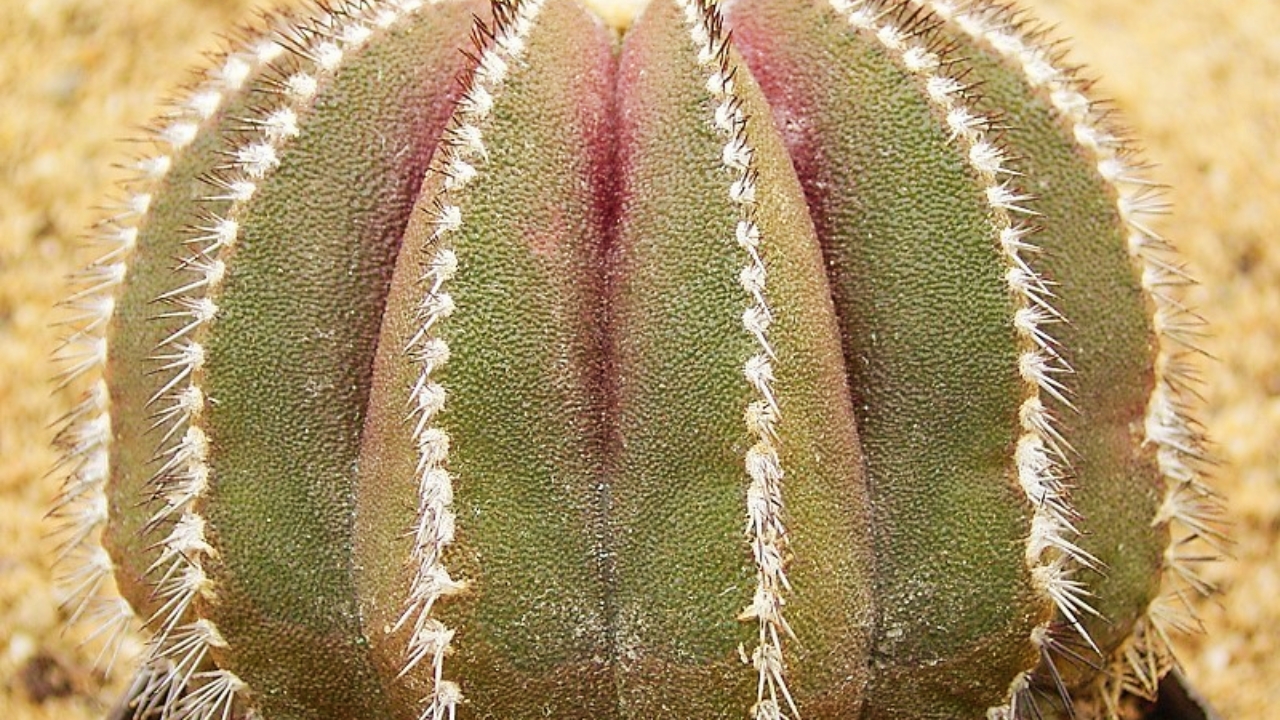 How to Grow Uebelmannia: Complete Care and Cultivation Guide