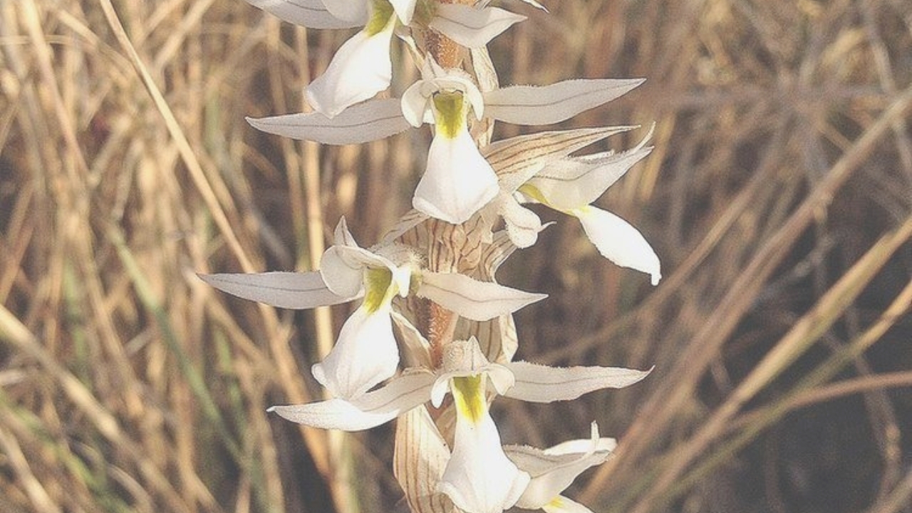 Kreodanthus Care Guide: How to Grow, Propagate, and Cultivate This Unique Orchid