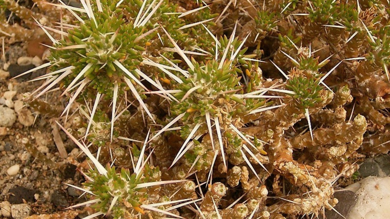 Maihuenia Plant Care and Growing Tips: How to Cultivate and Achieve Healthy Growth