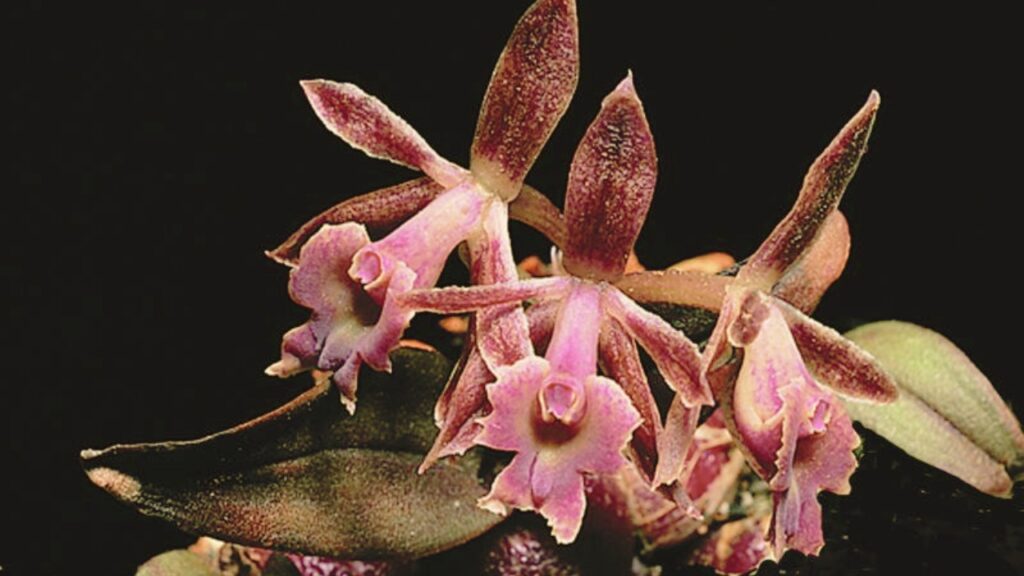 Microepidendrum Care Guide: How to Grow, Bloom, and Thrive