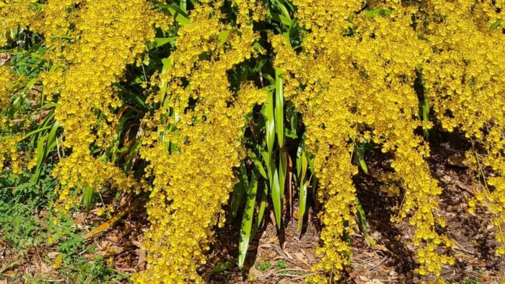 Notyliopsis Orchid Care: How to Grow & Propagate Successfully