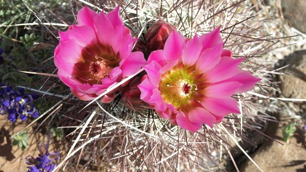 Sclerocactus Care Guide – How to Grow, Propagate, Water, and Thrive with Expert Tips