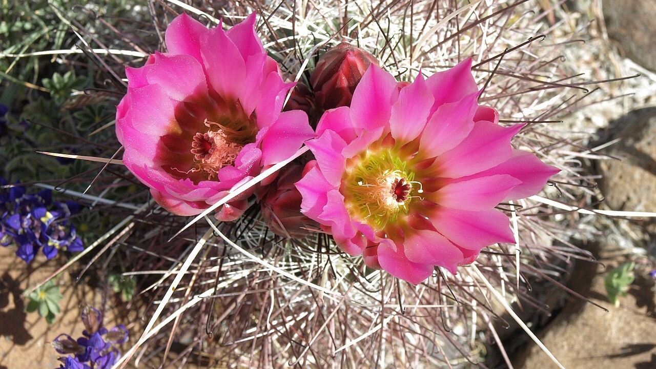 Sclerocactus Care Guide – How to Grow, Propagate, Water, and Thrive with Expert Tips
