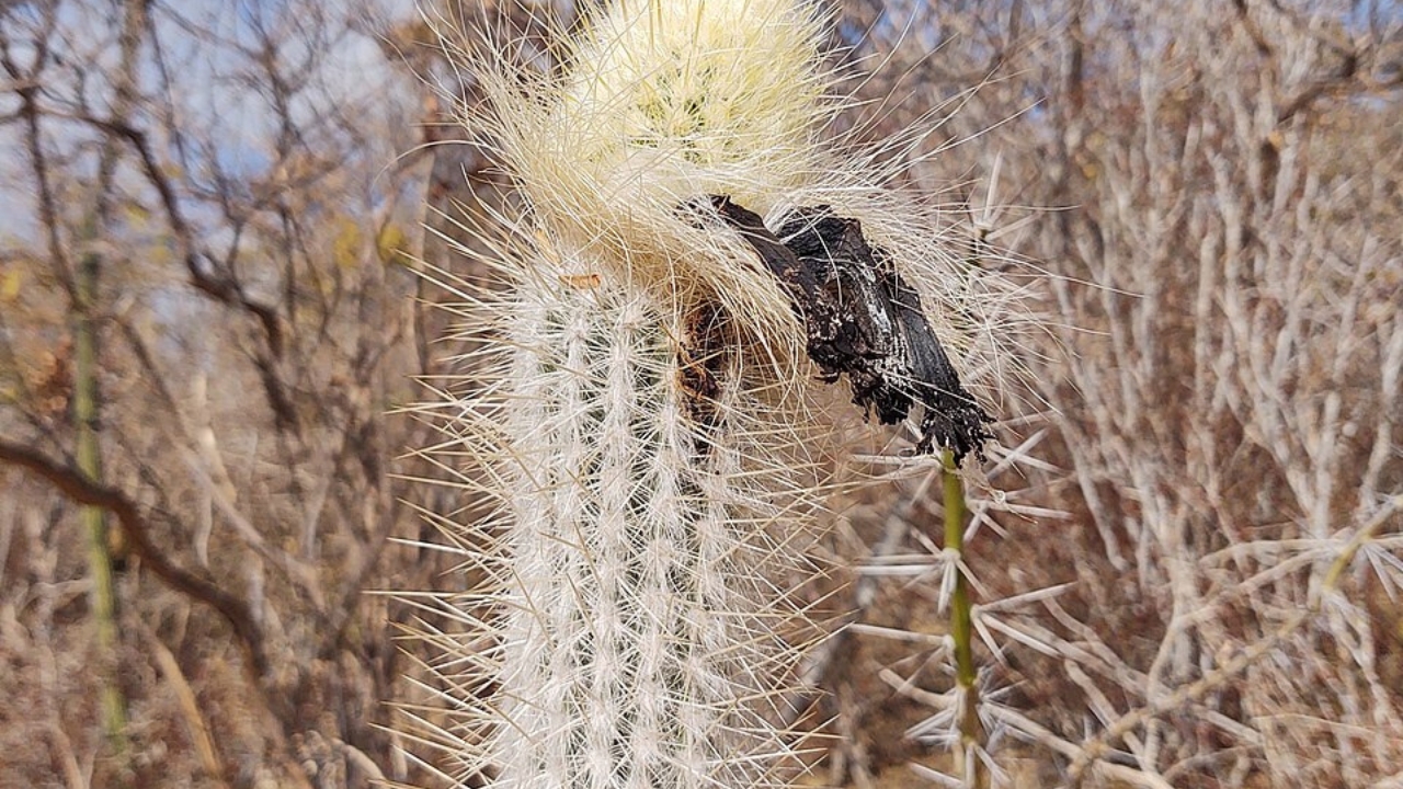 Stephanocereus Growing Tips: Complete Care and Propagation Guide