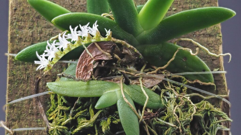 How to Grow Sphyrarhynchus Successfully: Easy Care, Growing, Watering, Soil & Propagation Tips