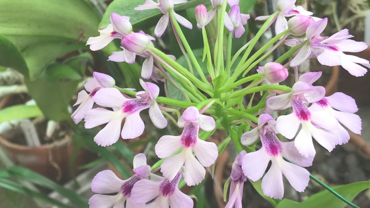 Cynorkis Orchid Care Made Easy: Growing, Maintaining, and Propagating Successfully