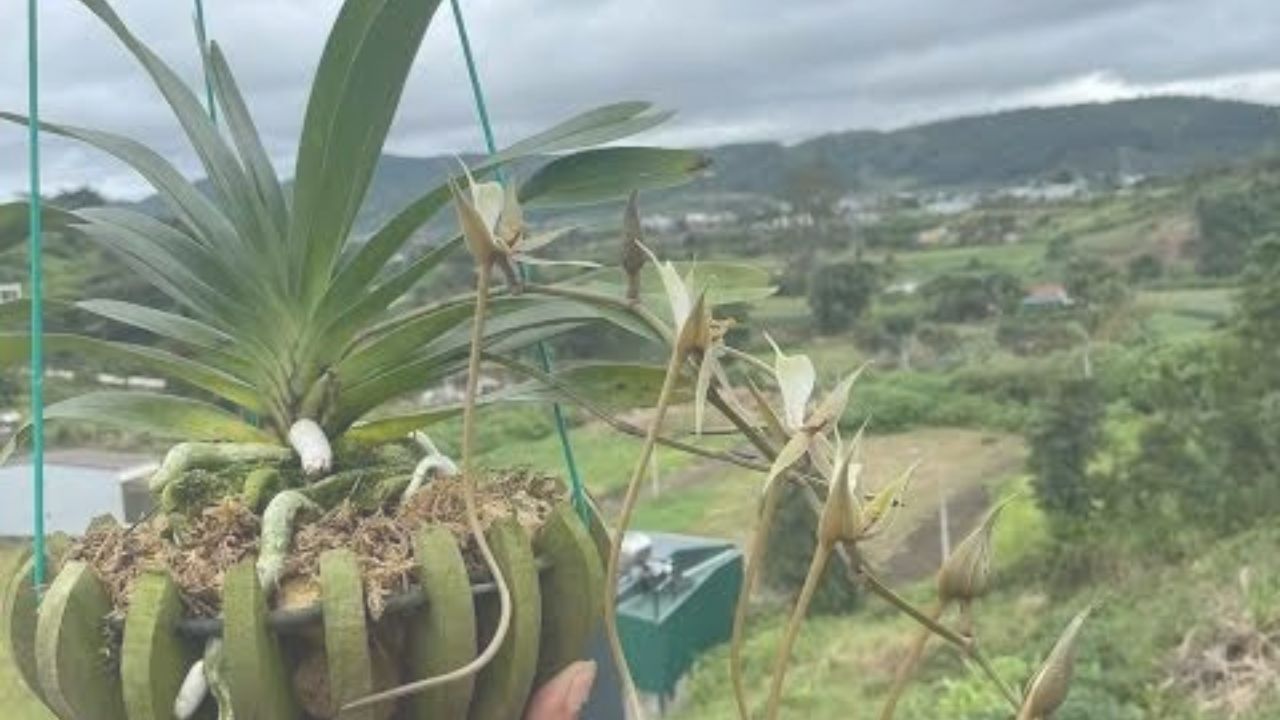 Growing Plectrelminthus at Home: The Ultimate Guide to Light, Soil, Watering, Care & Propagation