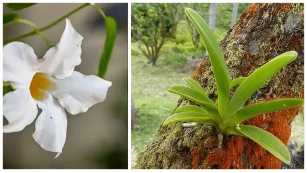 Growing Beclardia at Home: The Ultimate Guide to Planting, Care, Watering, Light & Propagation