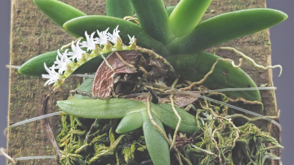 Growing Bolusiella at Home: Easy Care, Watering, Soil, Propagation & Growing Tips