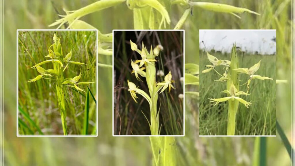 Growing Centrostigma Successfully: A Complete Guide to Soil, Light, Watering, Care & Propagation