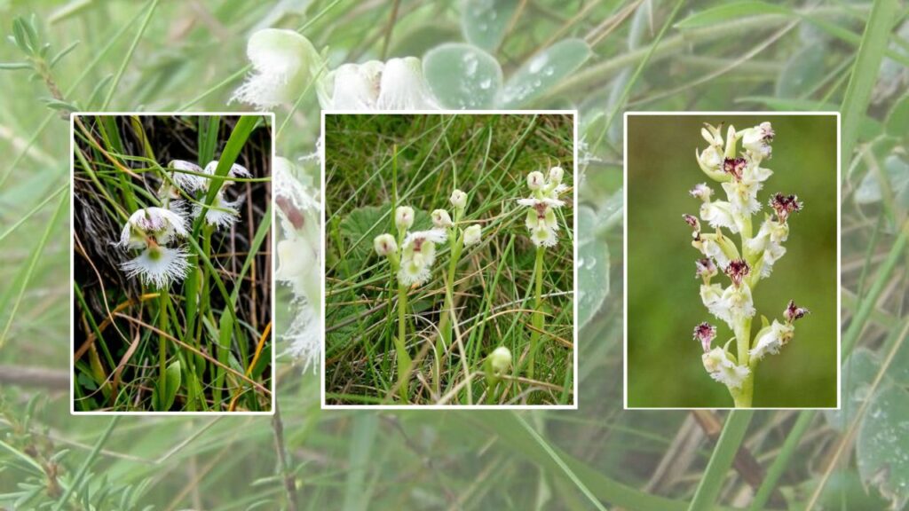Growing Huttonaea at Home: The Complete Guide to Planting, Care, Watering, Light & Propagation