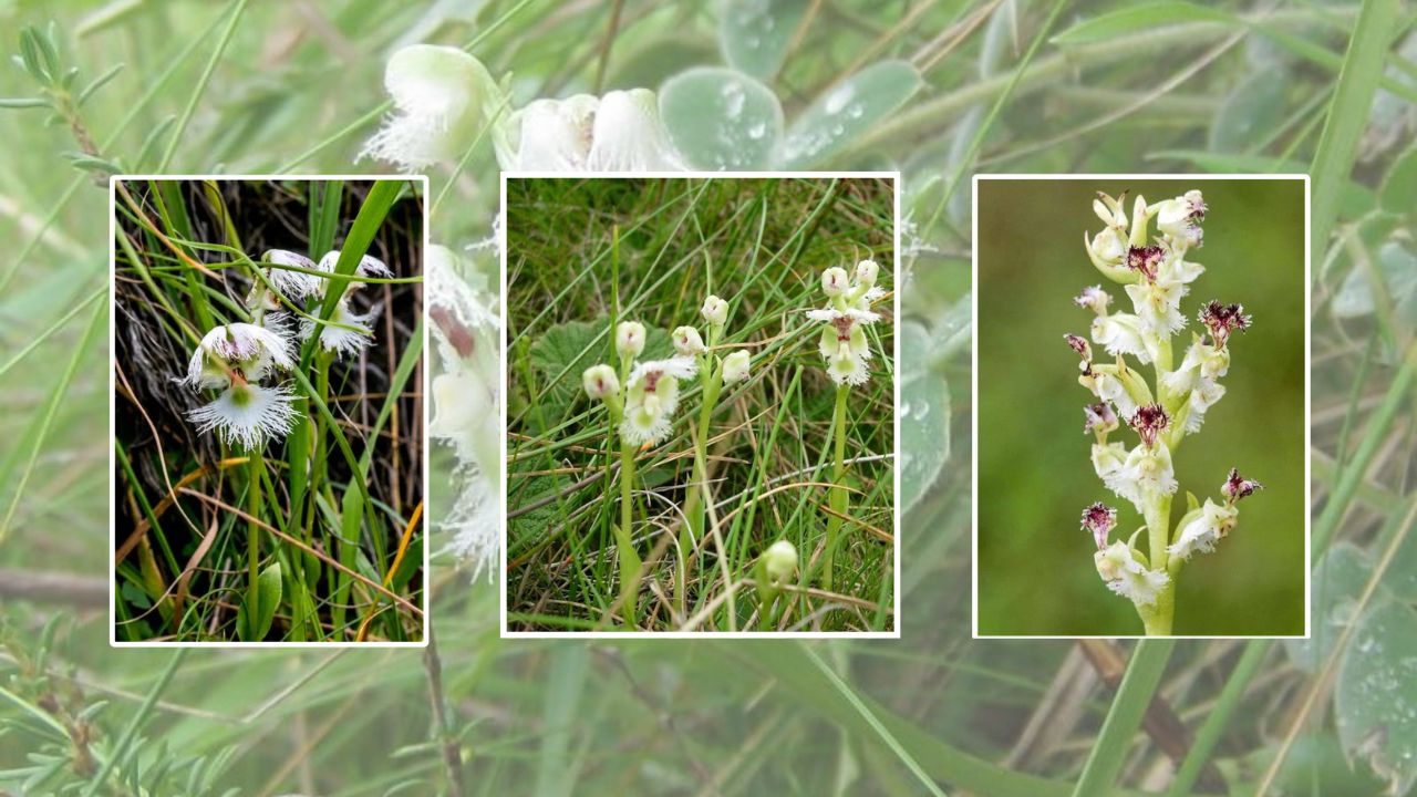 Growing Huttonaea at Home: The Complete Guide to Planting, Care, Watering, Light & Propagation