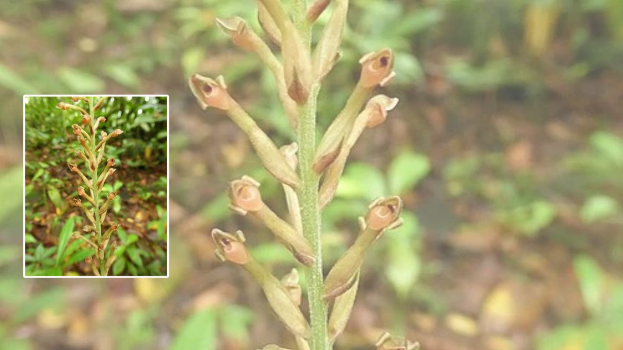 Growing Manniella Successfully: Essential Tips for Planting and Everyday Care
