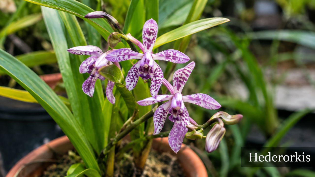 Hederorkis Growing Guide: How to Plant, Care for, Water & Keep Your Plant Healthy