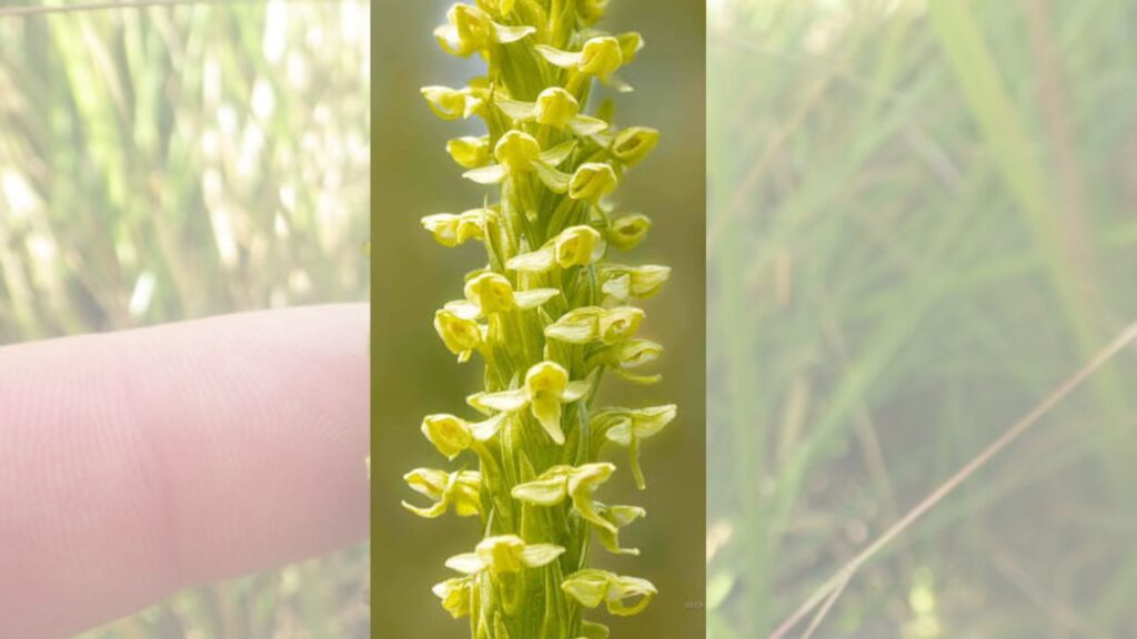 How to Grow Benthamia Successfully: Planting, Care Tips & Bloom Boosting Guide