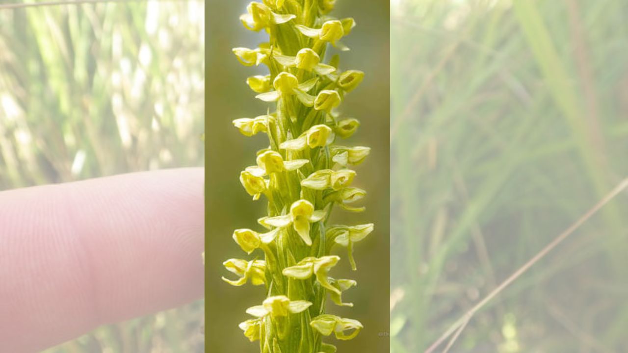 How to Grow Benthamia Successfully: Planting, Care Tips & Bloom Boosting Guide