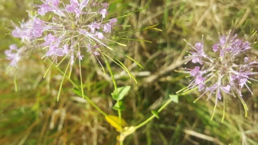 How to Grow Devogelia Shrubs: Step‑by‑Step Planting, Watering & Long‑Term Care
